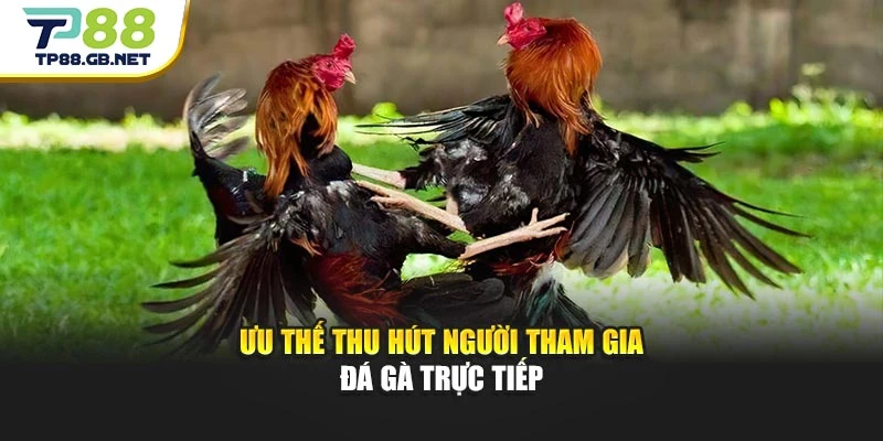 Ưu thế thu hút người tham gia đá gà trực tiếp
